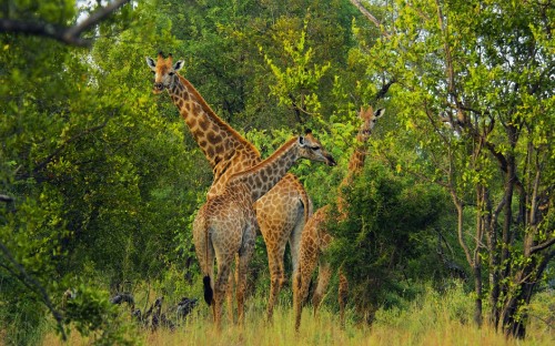 Image brown giraffe on green grass field during daytime