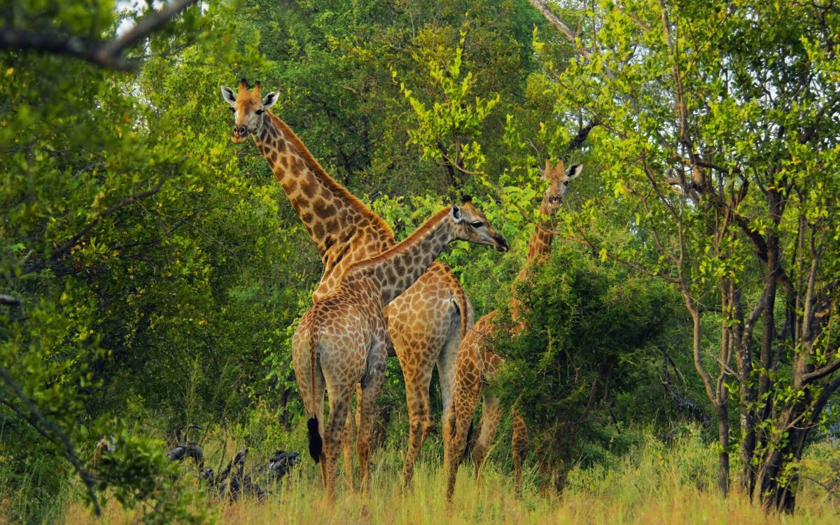 brown giraffe on green grass field during daytime