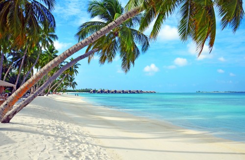 Image palm tree on beach shore during daytime