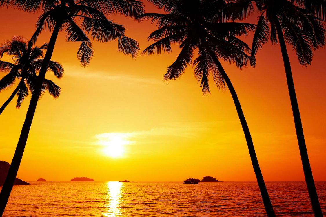 Silhouette Der Palme Bei Sonnenuntergang. Wallpaper in 3000x2000 Resolution