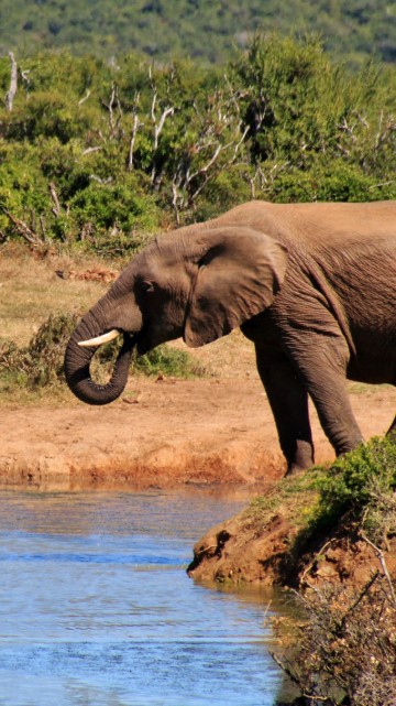 Image elephant drinking water on river during daytime