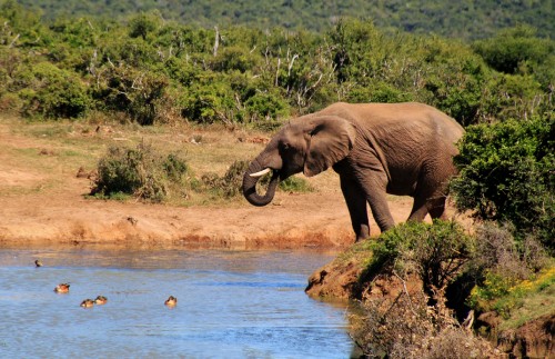 Image elephant drinking water on river during daytime