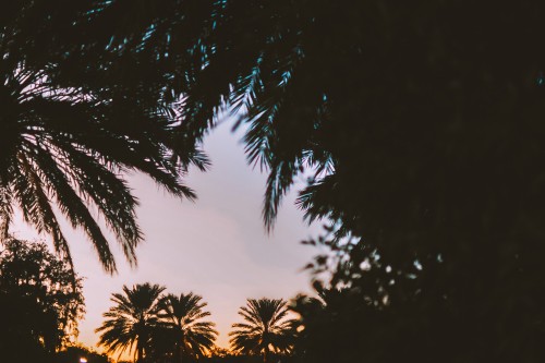 Image palm trees, tree, nature, palm tree, woody plant