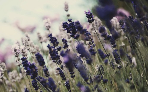 Image purple flower in close up photography