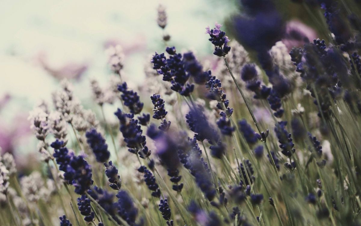 purple flower in close up photography