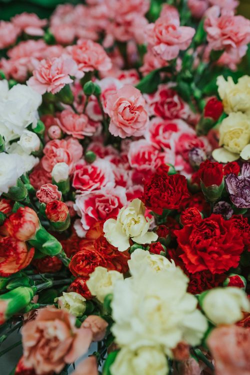 切花, 玫瑰花园, 红色的, 粉红色, 显花植物 壁纸 5304x7952 允许