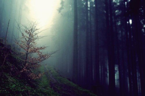 Image green grass field with fog