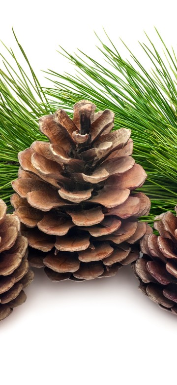 Image brown pine cone on white background