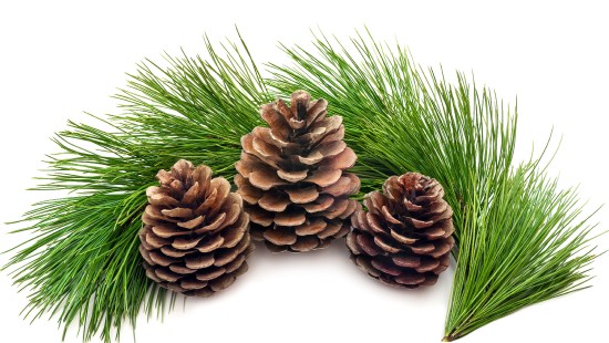 Image brown pine cone on white background