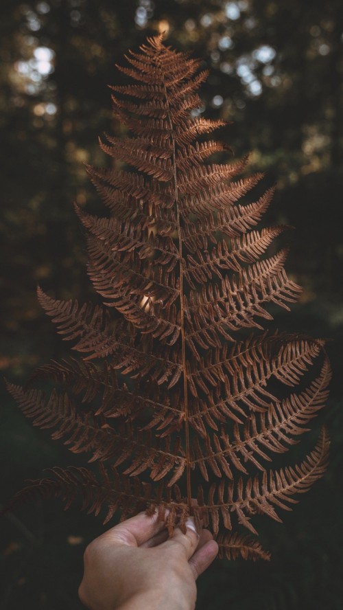 Image leaf, tree, android, plant, terrestrial plant