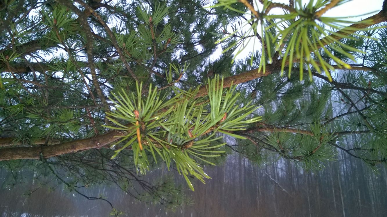 green and yellow tree during daytime