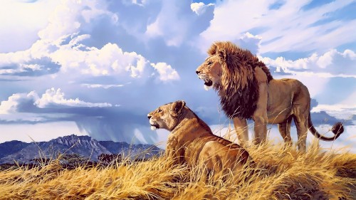 Image brown lion lying on brown grass field under blue sky during daytime