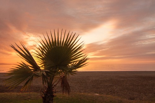 Image palm tree near body of water during sunset