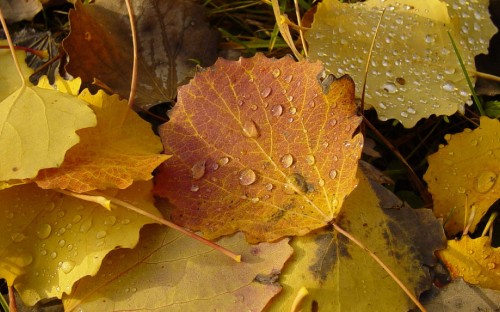 Image brown leaf with water droplets