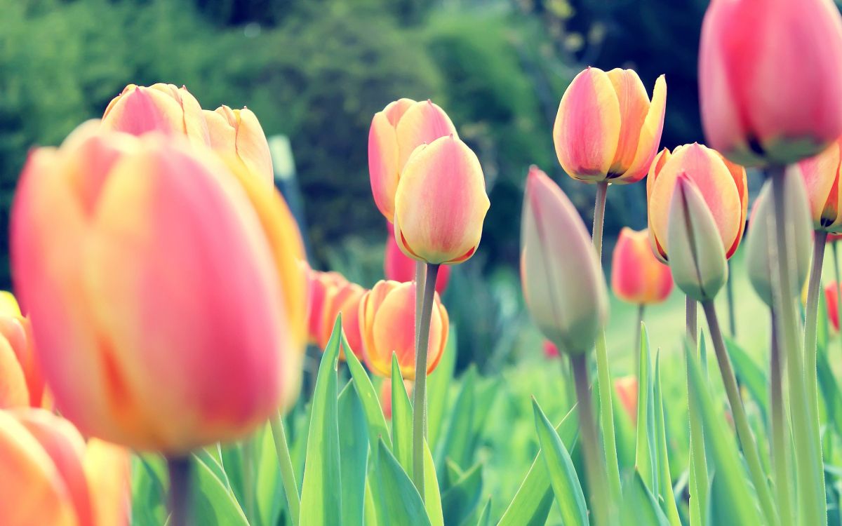 Beautiful Pink Tulip Flower Wallpaper In The Garden Bokeh At Background  Stock Photo  Download Image Now  iStock