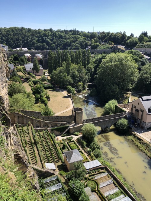 Image grund, birds eye view, biology, science, vegetation