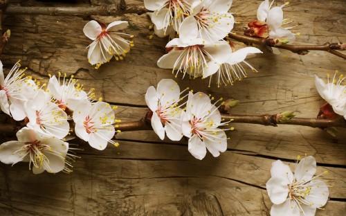 Image white and yellow flowers on brown wooden surface