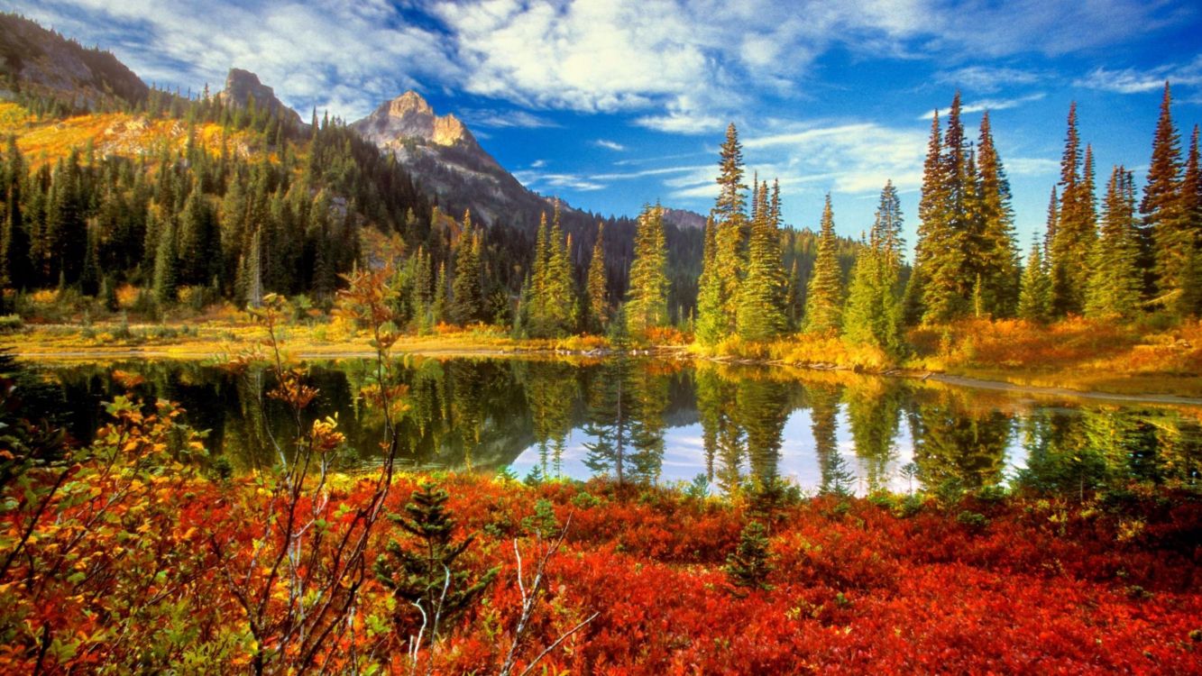 green trees near lake under blue sky during daytime