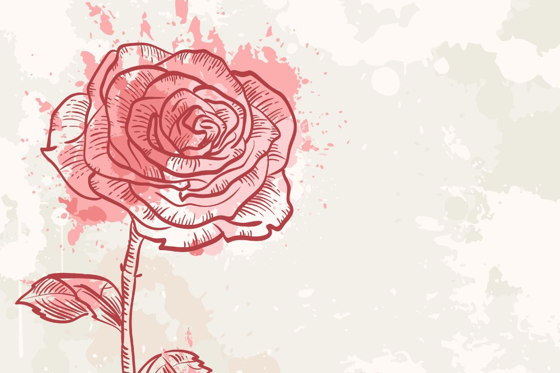 Pink and White Rose Flower Sketch. Wallpaper in 4000x2666 Resolution