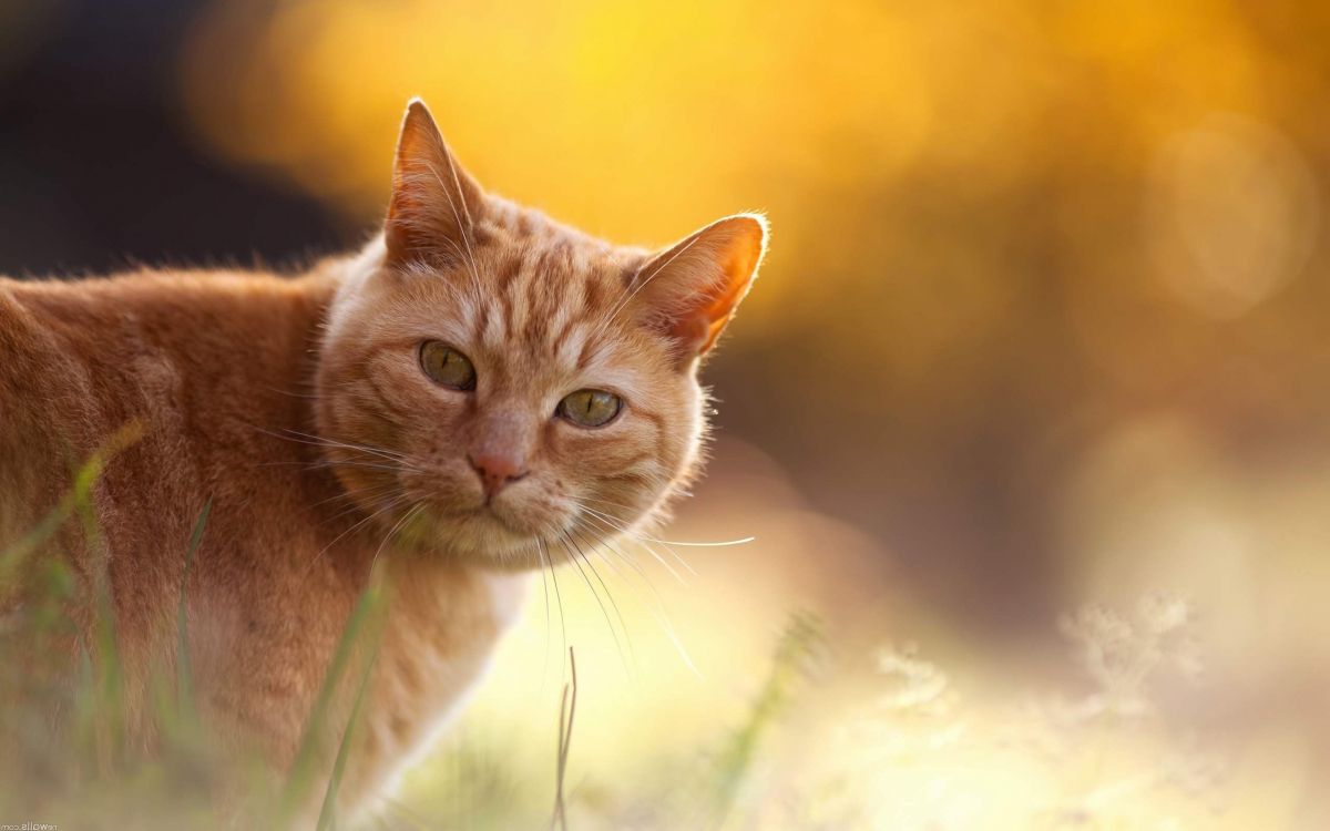 Orange Getigerte Katze Auf Grünem Gras Tagsüber. Wallpaper in 2560x1600 Resolution