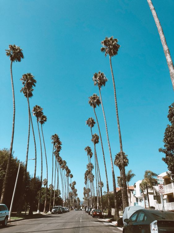 hollywood, palm trees, road, blue, daytime