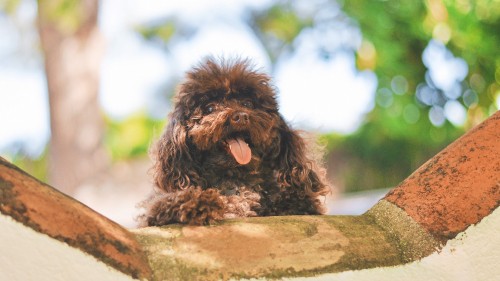 Image black long coat small dog on brown wooden bench