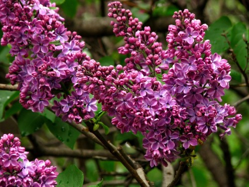 Image purple flowers on brown tree branch during daytime