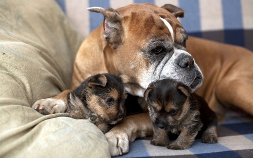 Image brown and white short coated dog lying on brown textile