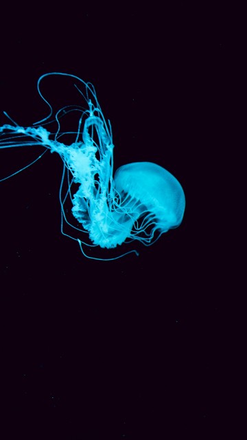Image red jellyfish in blue water