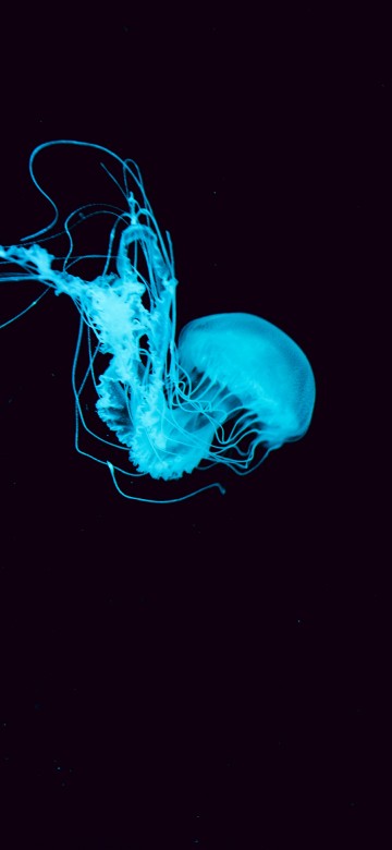 Image red jellyfish in blue water