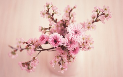 Image pink and white flowers in tilt shift lens