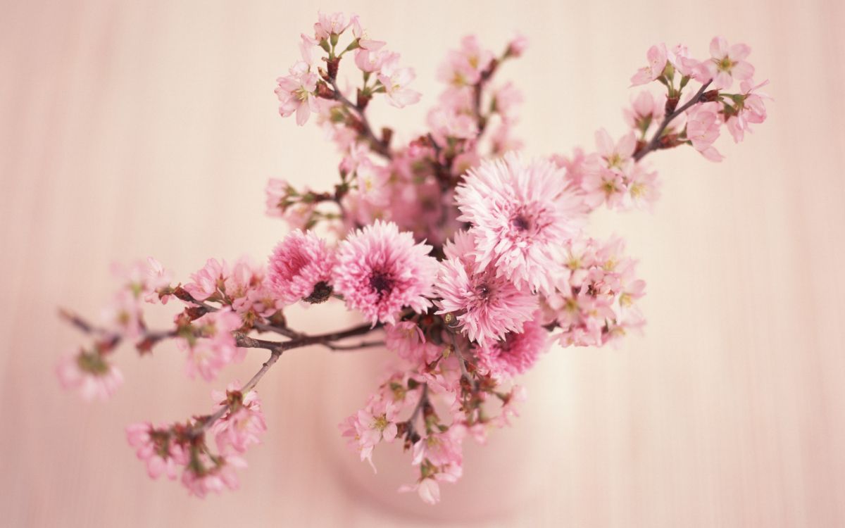 pink and white flowers in tilt shift lens