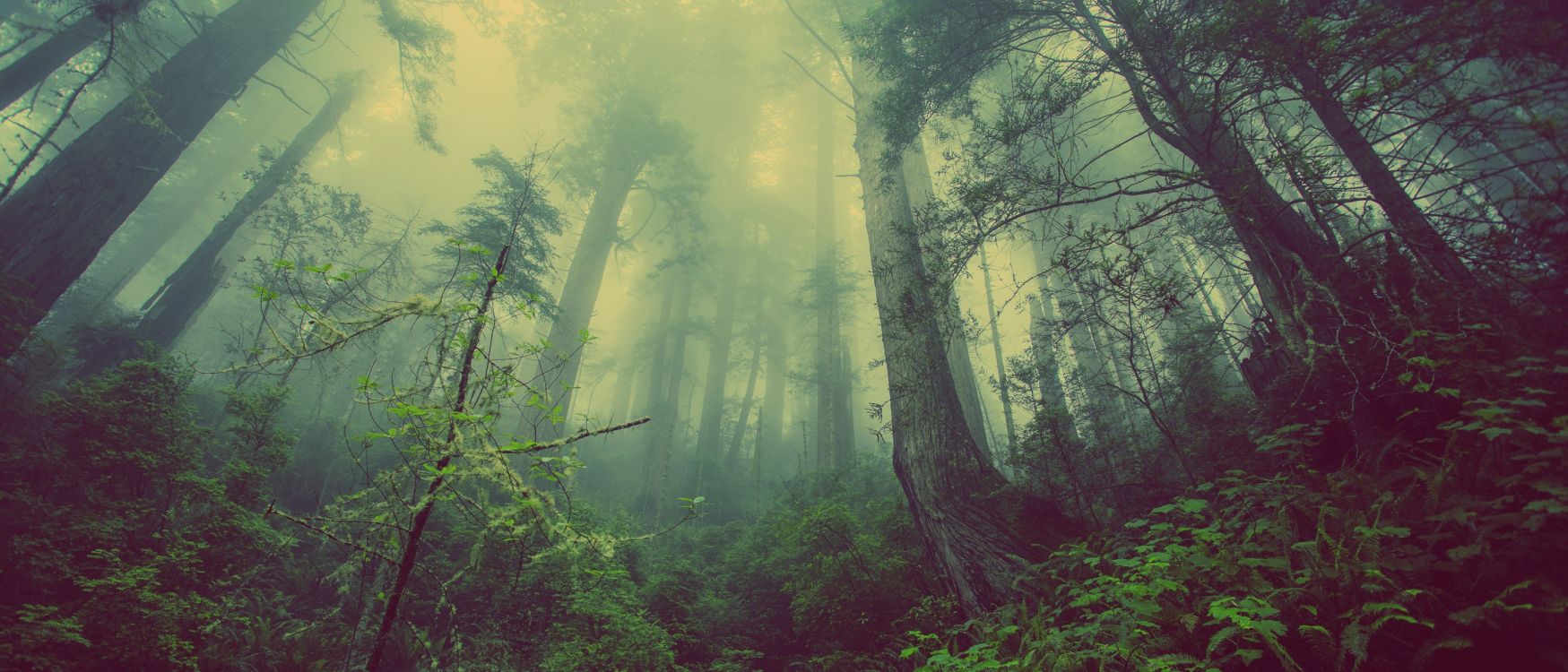 Arbres et Plantes Verts Pendant la Journée. Wallpaper in 3440x1475 Resolution