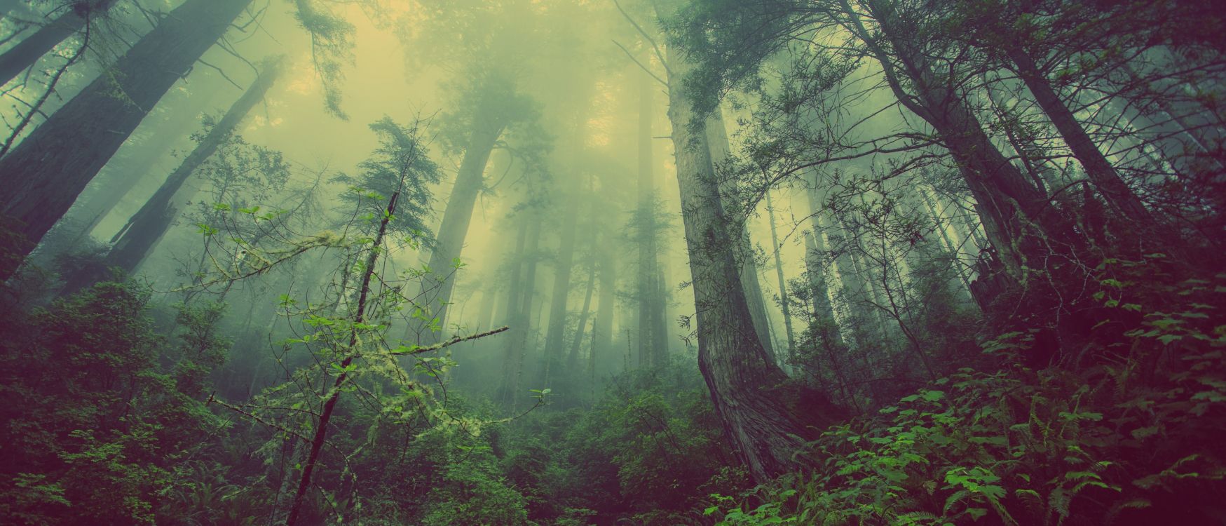 green trees and plants during daytime