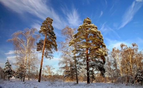 Image brown trees under blue sky during daytime