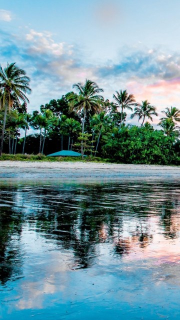 Image reflection, palm trees, coast, beach, shore