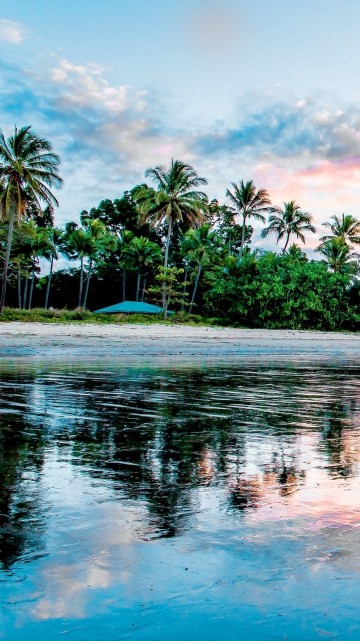 Image reflection, palm trees, coast, beach, shore