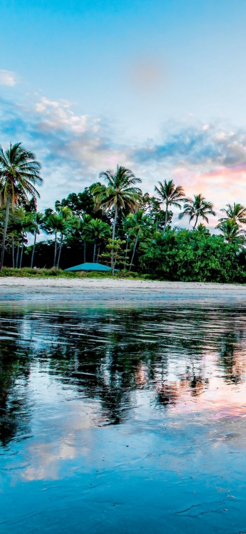 Image reflection, palm trees, coast, beach, shore