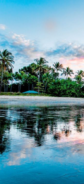 reflection, palm trees, coast, beach, shore