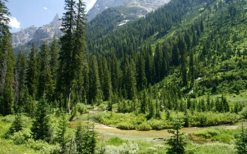 Image green pine trees on brown field during daytime