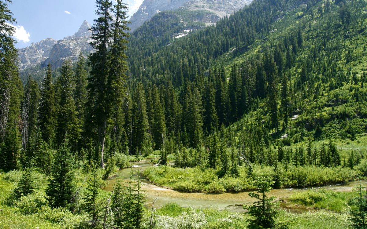 green pine trees on brown field during daytime