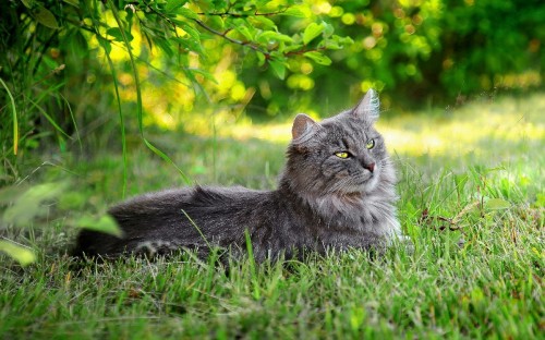 Image brown tabby cat on green grass during daytime