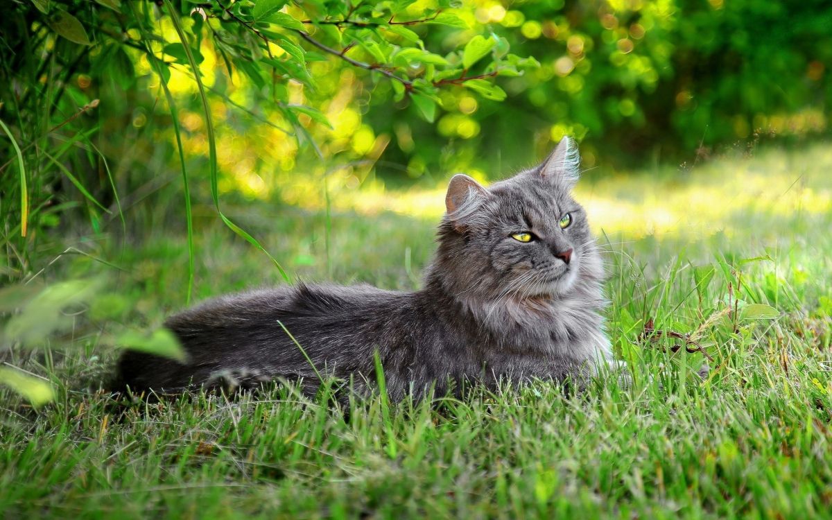 Brown Tabby Cat on Green Grass During Daytime. Wallpaper in 2200x1375 Resolution