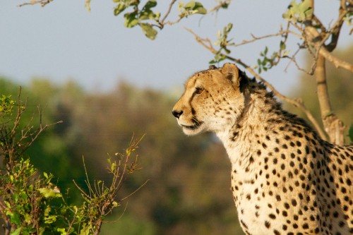 Image cheetah standing on green grass during daytime