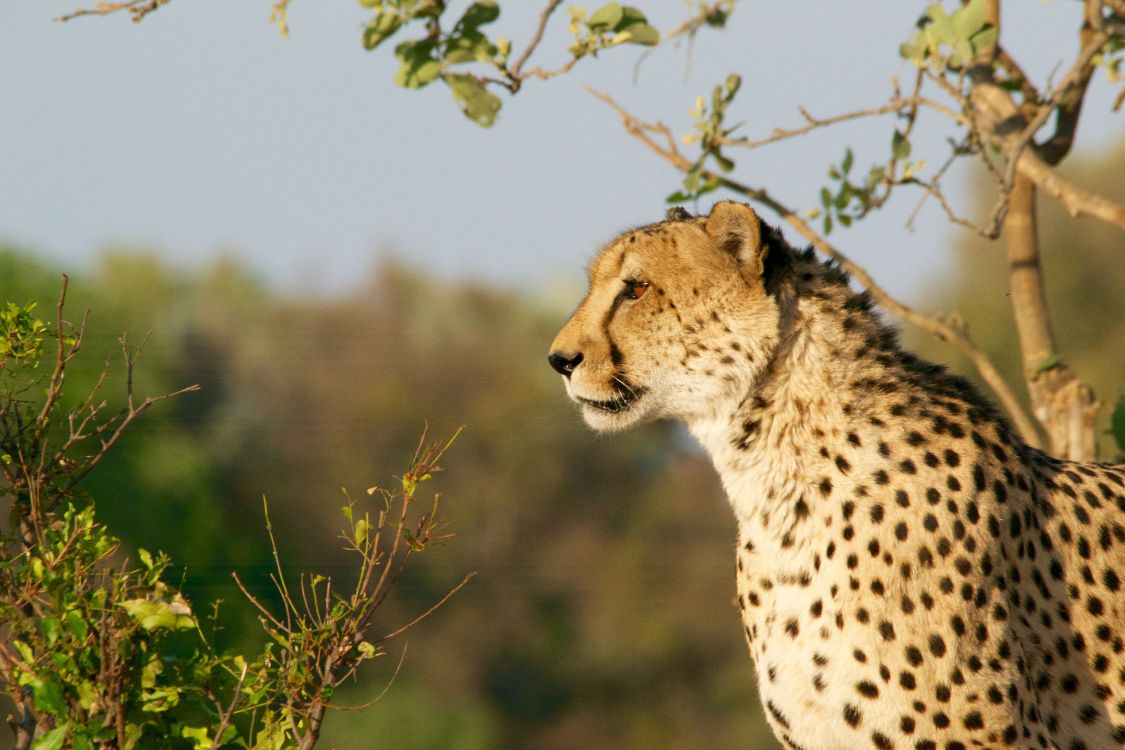 cheetah standing on green grass during daytime