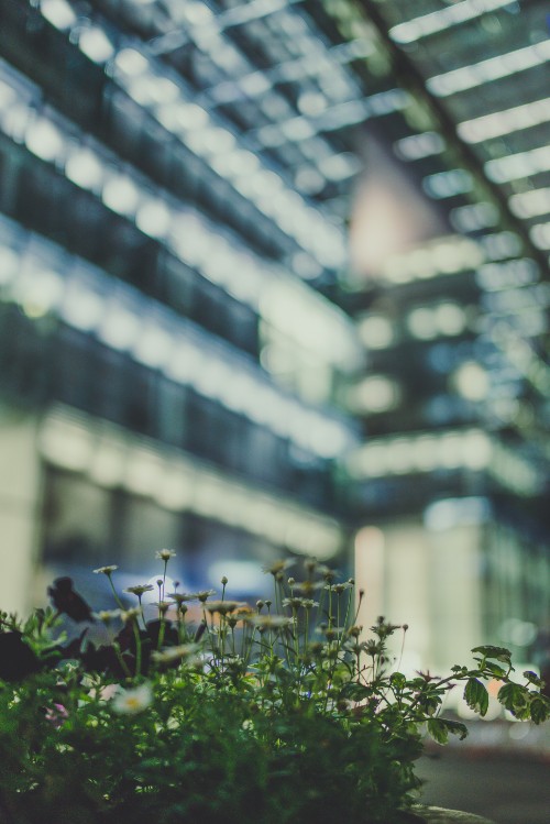 Image green plant in tilt shift lens