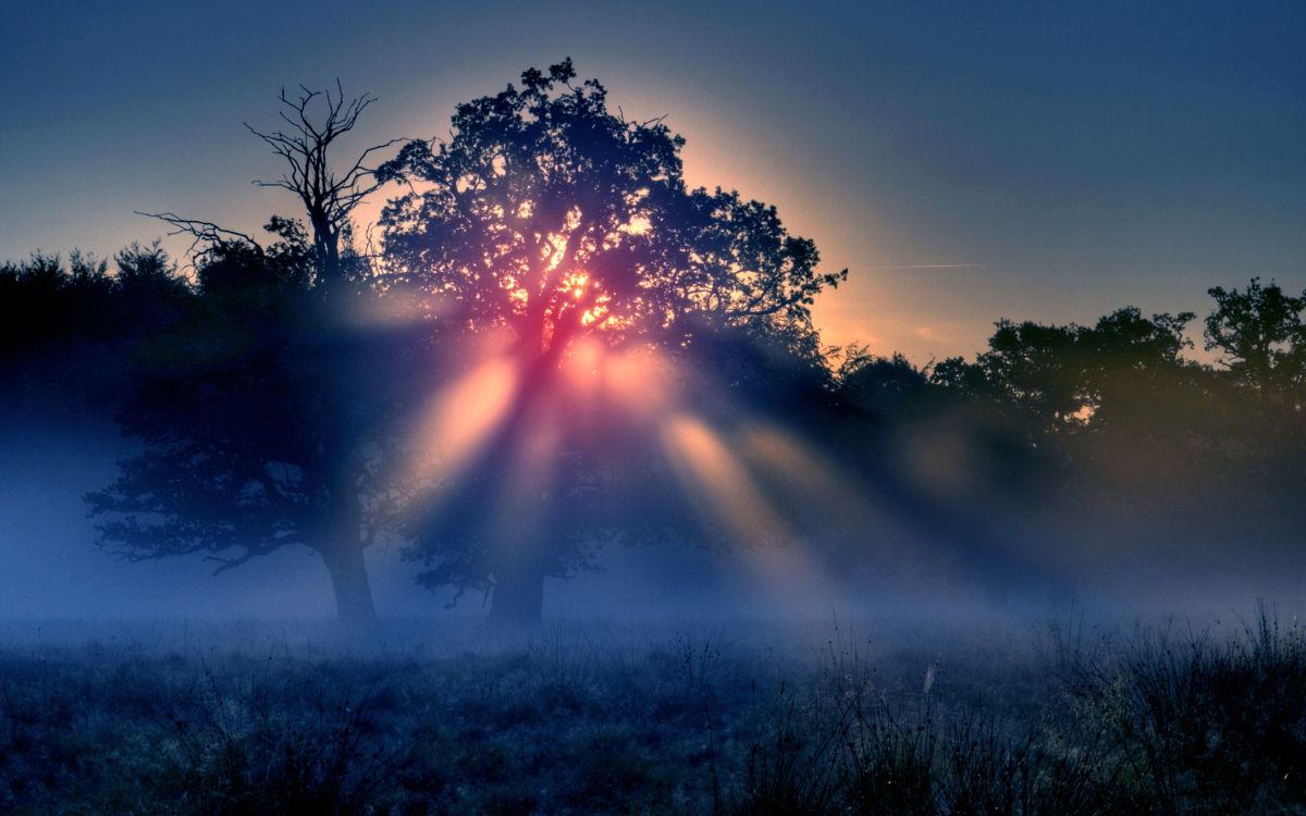 Rayons de Soleil Sur Les Arbres Verts. Wallpaper in 2560x1600 Resolution