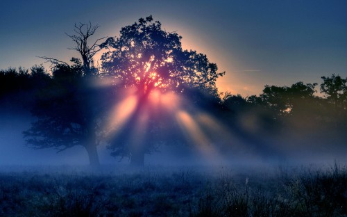 Image sun rays over green trees