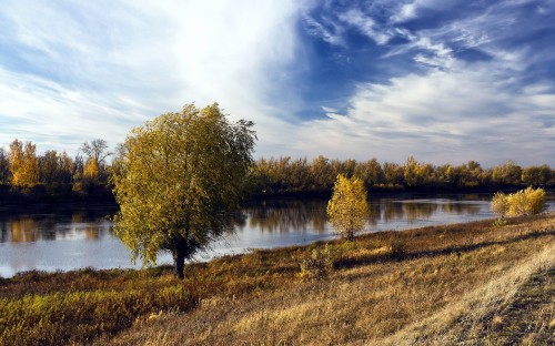 Image green trees beside river under blue sky during daytime