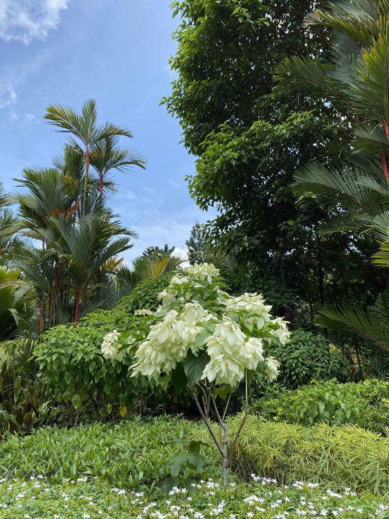 Vegetation, Staude, Pflanzen-Gemeinschaft, Garden, Woody Pflanze. Wallpaper in 1536x2048 Resolution